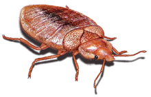 Load image into Gallery viewer, Bed Bug Elimination Package