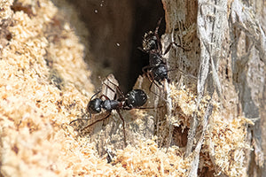 Carpenter Ants Service