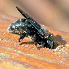 Carpenter Bees Service