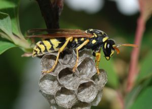 Wasps Service Request
